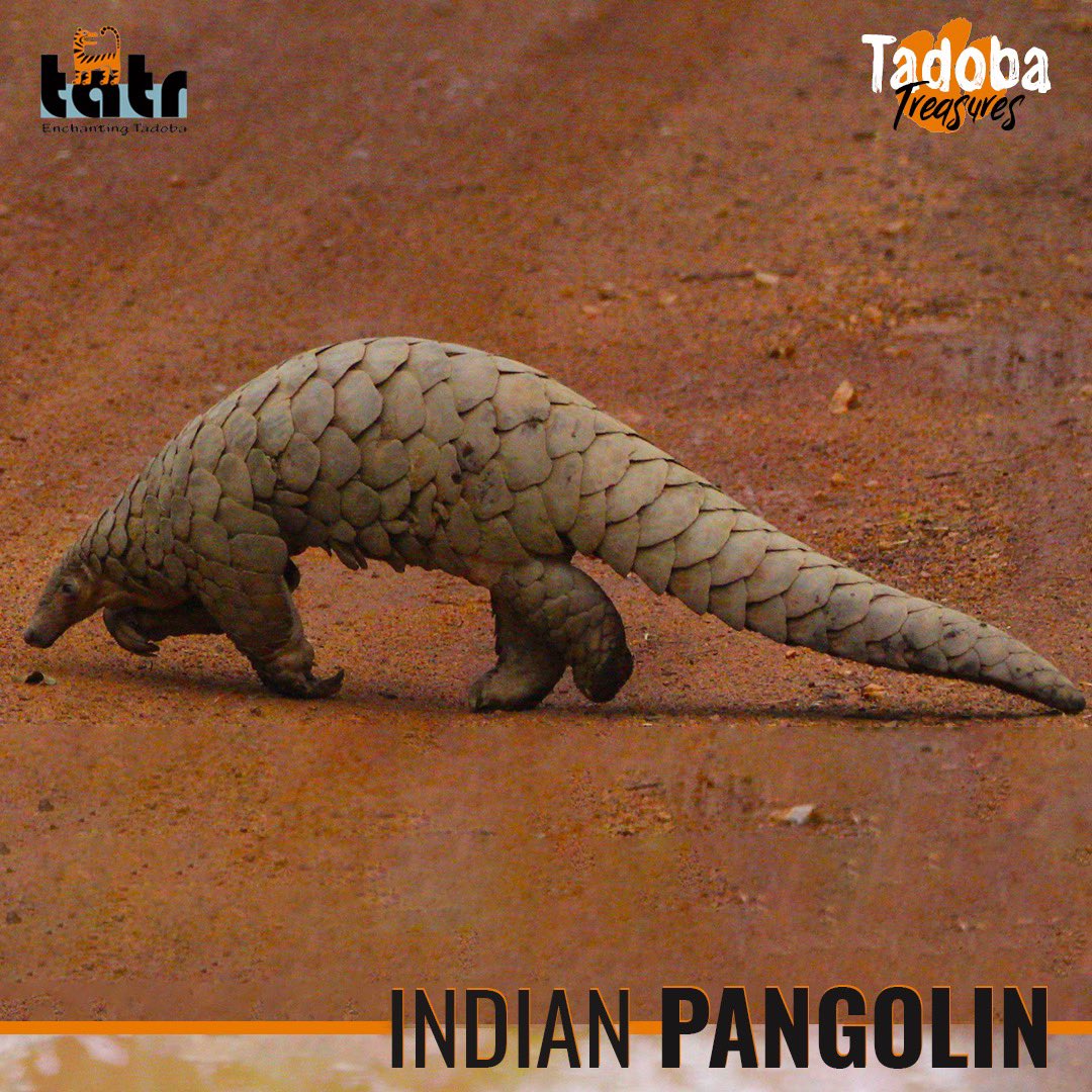 The Indian Pangolin, a rare and enchanting creature, has found sanctuary in #TadobaAndhariTigerReserve! TATR is tirelessly working to safeguard their habitat, preserving these remarkable creatures and fostering a thriving ecosystem. #TadobaTreasures #ConservationHeroes