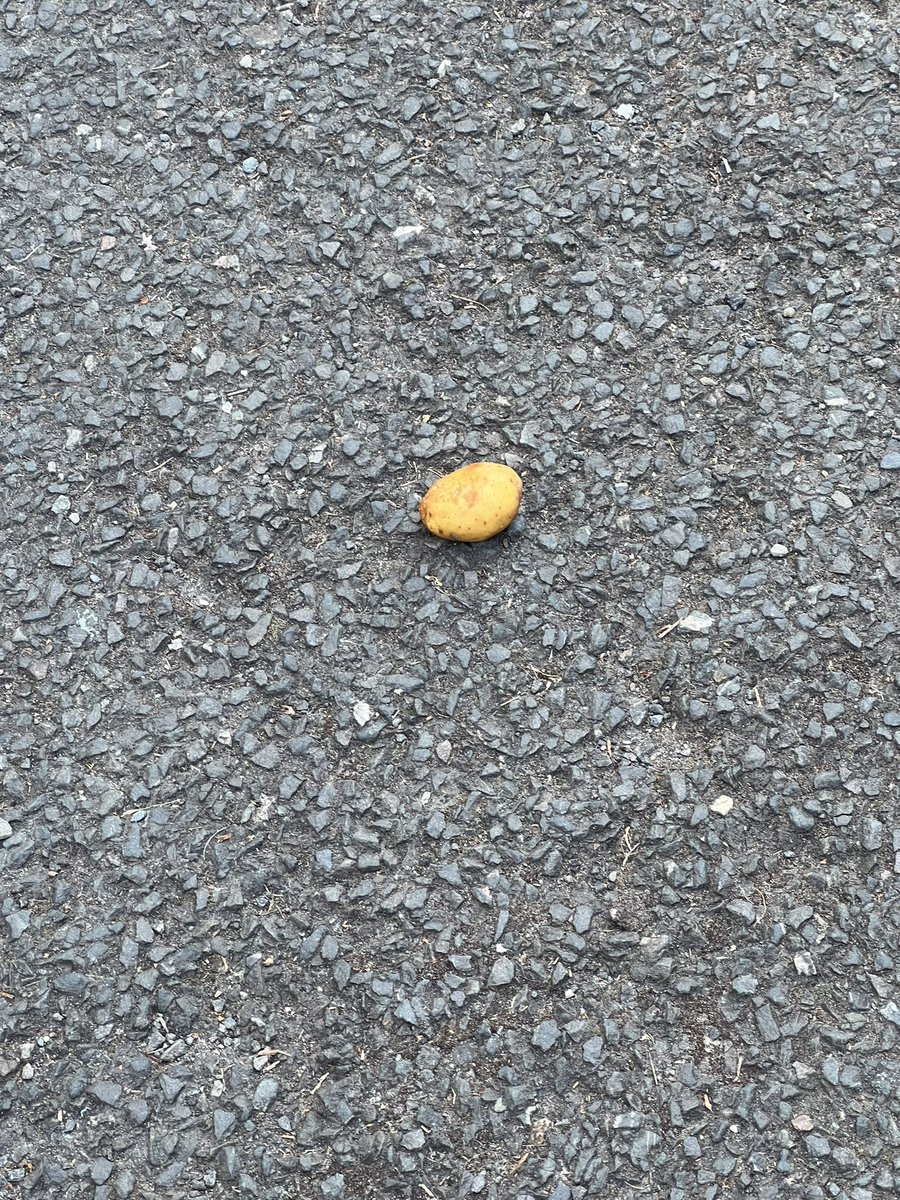 Has anyone lost a potato? (Central Exeter)