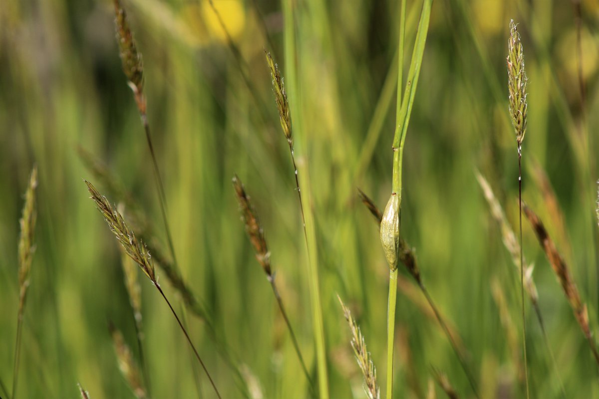 Subtle shades of long grass green conceal the cocoon of the flamboyant  6 Spot Burnet moth. <a href="/NearbyWild/">NearbyWild #RewildTheEarth 🍃💚🍃</a> <a href="/Buzz_dont_tweet/">Buglife</a> #WildWebsWednesday #TwitterNatureCommunity