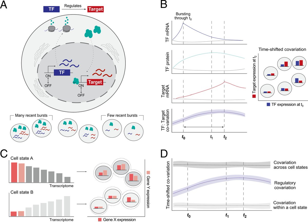 #132: Inferring gene regulation from stochastic transcriptional variation across single cells at steady state @anikagupta18 @jmartinrufino @sharigrossman Cleary @eric_lander Theory for Qs on the tech. horizon, crucial for ensuring proper data analysis! pnas.org/doi/10.1073/pn…