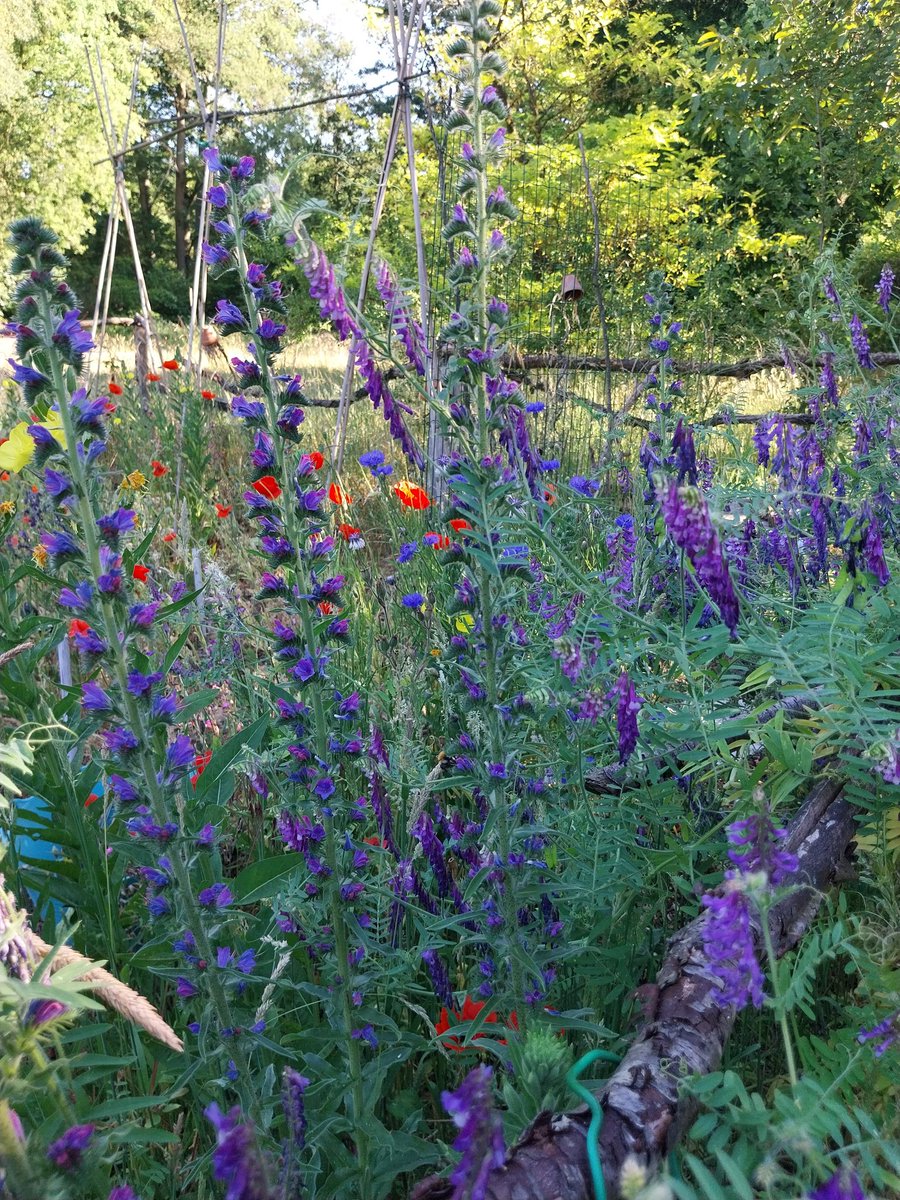 HermansHoning's tweet photo. ,,moestuin" er kwam ,,iets" tussen. Prioriteiten stellen😊 maar ik kreeg een beloning van de #Natuur 😍 #Korenbloemen #Wikke #Slangenkruid #Rewilding 😉 DIT seizoen weinig opbrengst maar toch een andere beloning :-)) https://t.co/ujJebWnda9