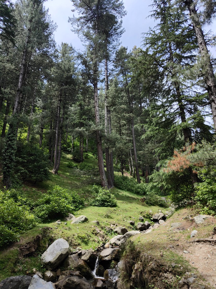 thebedouen's tweet photo. 🌿 Immerse yourself in the fragrant embrace of #nature! #discover #Gowas, a hidden gem where pristine water streams flow through lush landscapes, and majestic #Deodar and Pine #trees adorn the scenery. https://t.co/1PjaQ6PJCg