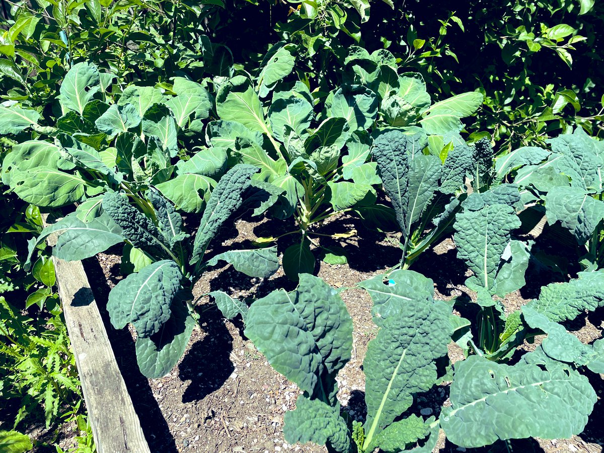 FunkyPlaid's tweet photo. I’ve been a crappy Twitter colleague lately and I’m sorry. I miss reading about y’all. Three projects are due at the end of the week and marking is just around the corner. But there’s been lots of wonderful garden activity without even having to leave my desk! #NatureFTW https://t.co/nQmPUYdA5j