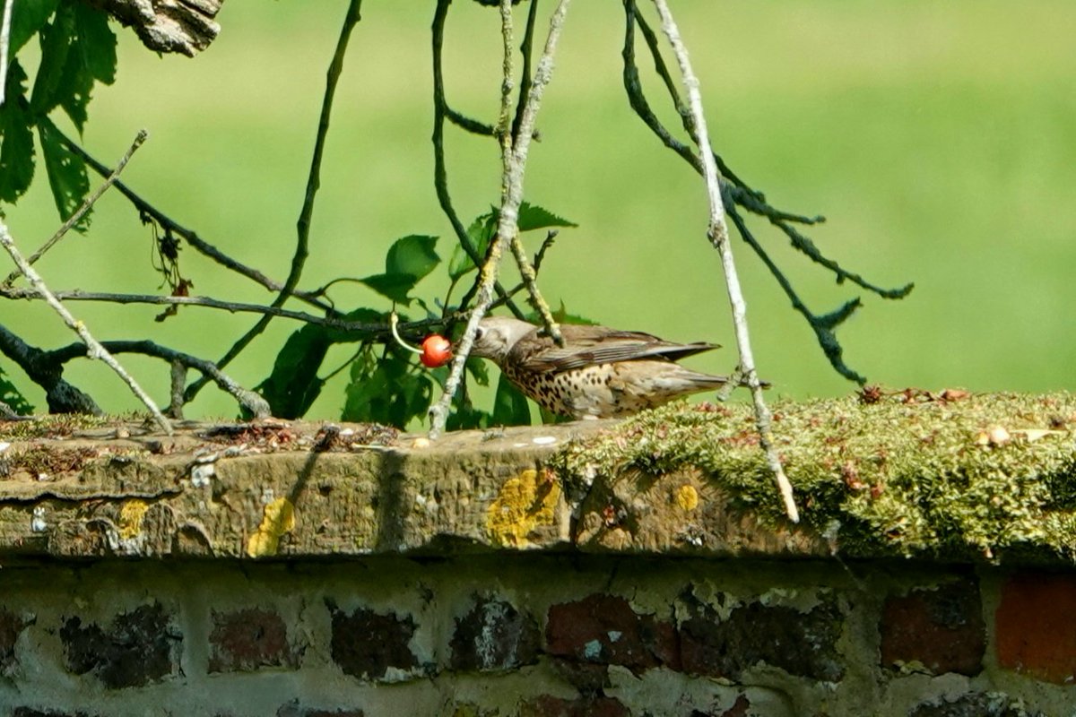 The 'cherry' thief was caught red-beaked this morning!
This mistle thrush was relentless in its thievery, it was soon joined by the blackbirds.
Conservation@althorp.com #mistlethrush #thrushes #walledgarden #Spencerestates #fruittrees