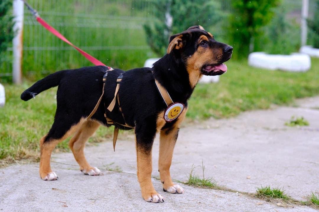 #SharPei Mix Lys ist jetzt endlich bereit, nachdem sie um ihr Leben kämpfte, denn sie hatte Parvo 🍀 sie ist jetzt 4-5 Monate alt 🧳❤️

#RescueDogs #adoptme #adoptable #ADOPTION #dogsoftwitter #puppies #straydog #strays #puppy #AdoptDontBuy #AdoptDontShop #homeless #foreverhome