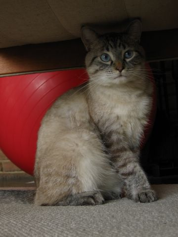 Cat Photo Every Hour (@catphotobot) on Twitter photo 