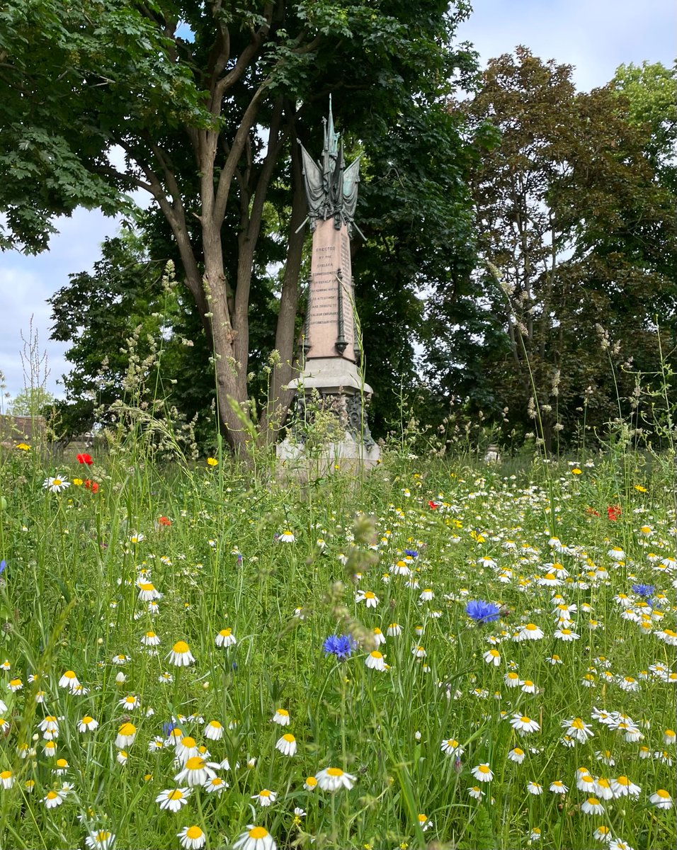 🌼 Wonderful wildflowers 

📍 Brompton Cemetery
