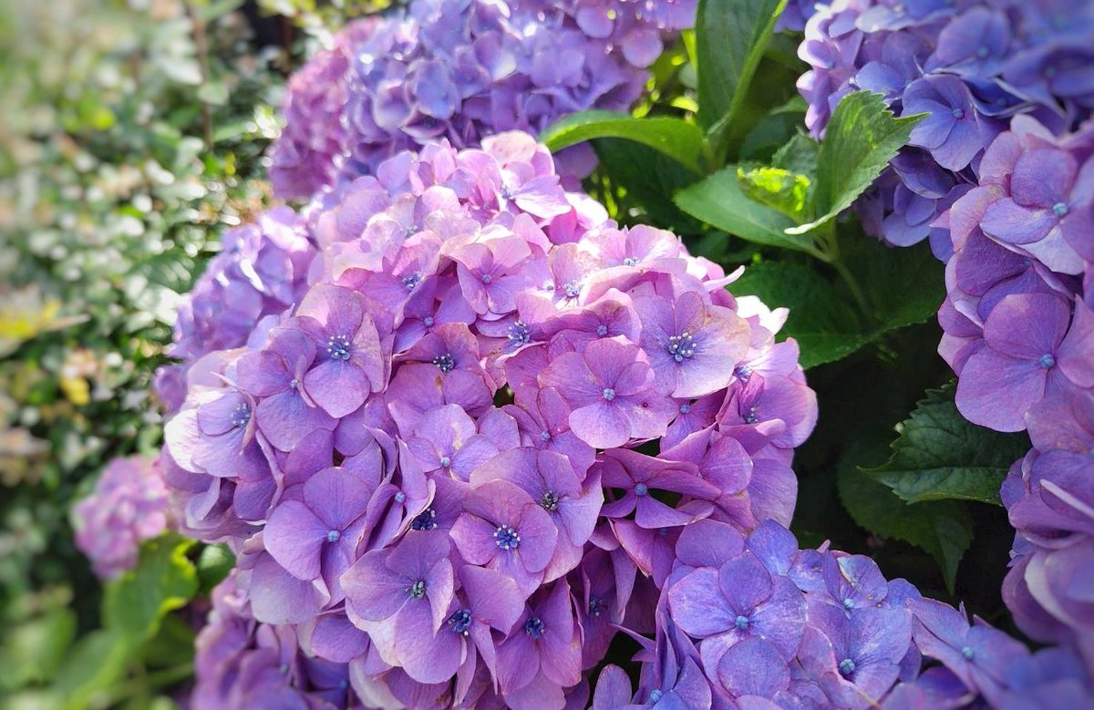 mayqueenver2's tweet photo. .

    儚まなくても 大丈夫

    大切な想いや景色は
    ずっとそばにいる𓂃٭

.
#お疲れさま☕
#TLを紫陽花で一杯にしよう
#photography
. https://t.co/1A4HOcAN1C