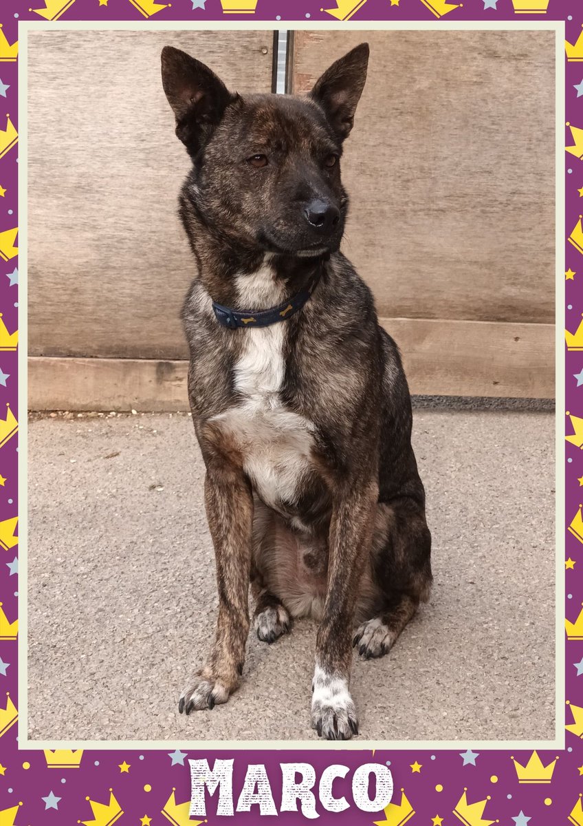 Marco would like you to retweet him so the people who are searching for their perfect match might just find him 💚🙏 oakwooddogrescue.co.uk/meetthedogs.ht… 
#teamzay #dogsoftwitter #rescue #rehomehour #adoptdontshop #k9hour #rescuedog #adoptable #dog