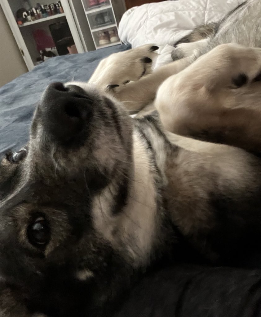 prettybabykayxo's tweet image. I literally have the happiest dog on the planet. Never a time she doesn’t smile #GermanShepherd #MixedBreed #blueheeler #siberianhusky