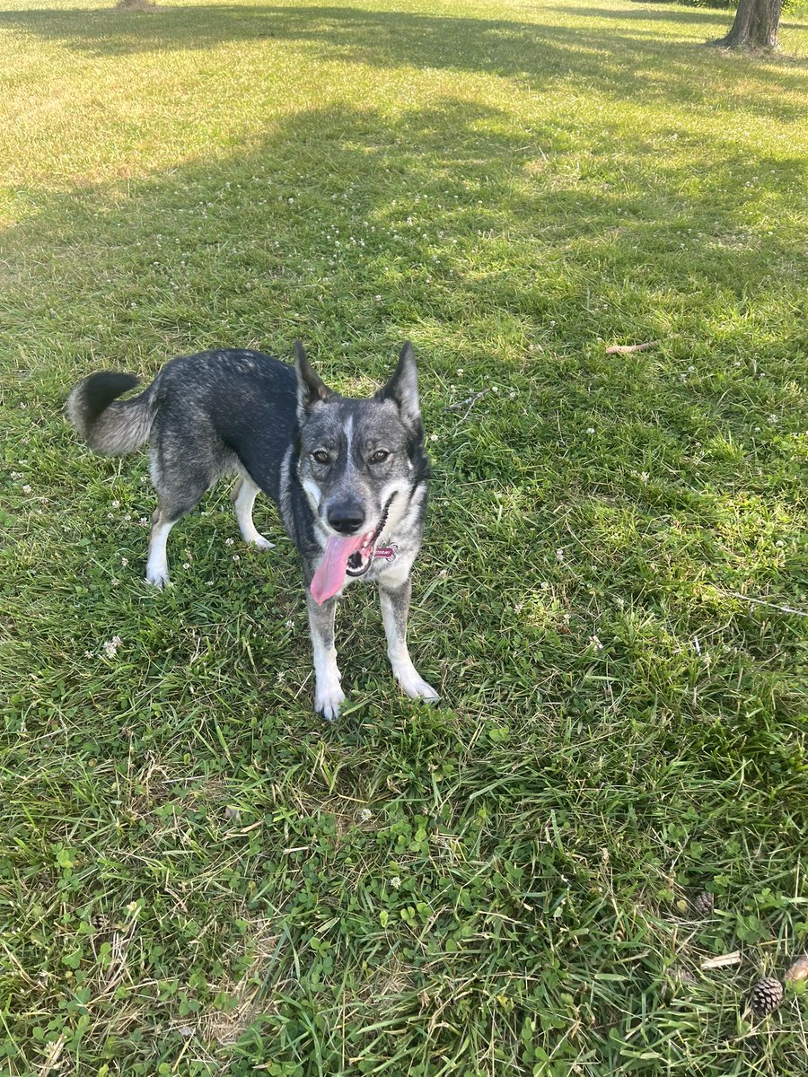 prettybabykayxo's tweet image. I literally have the happiest dog on the planet. Never a time she doesn’t smile #GermanShepherd #MixedBreed #blueheeler #siberianhusky