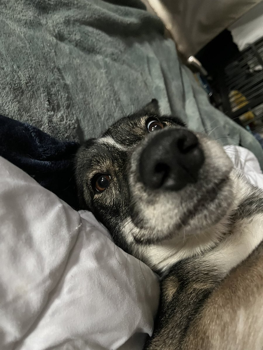 prettybabykayxo's tweet image. I literally have the happiest dog on the planet. Never a time she doesn’t smile #GermanShepherd #MixedBreed #blueheeler #siberianhusky