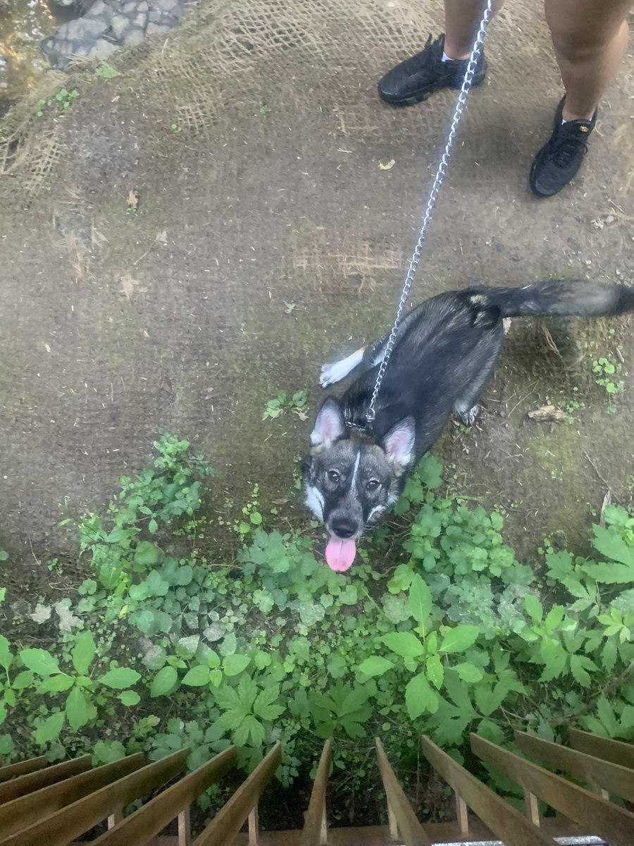 prettybabykayxo's tweet image. I literally have the happiest dog on the planet. Never a time she doesn’t smile #GermanShepherd #MixedBreed #blueheeler #siberianhusky