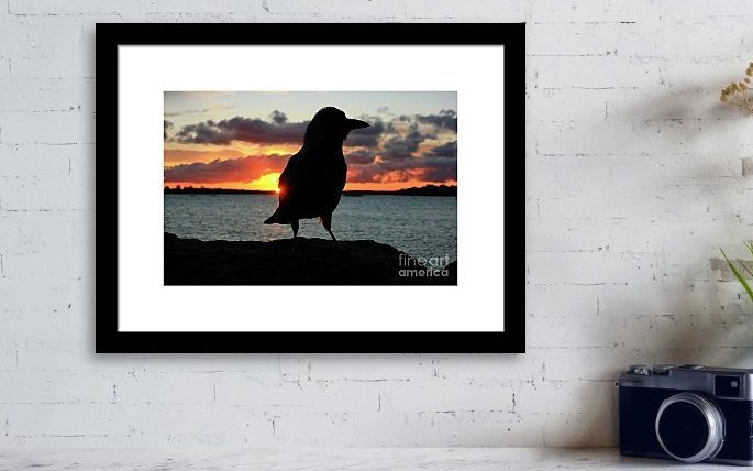 TainasArt's tweet photo. Featured #art of today:
"Sunrise with Hooded Crow"
Via @FineArtAmerica /#Pixels 

✅https://t.co/yRQdBvWqHb

Many sizes &amp; framing options available, no watermark on print product. 

#BuyIntoArt #AYearForArt #wallart #prints #framedprints #photography #crow #bird #birds #crows https://t.co/ORuinrOPZz