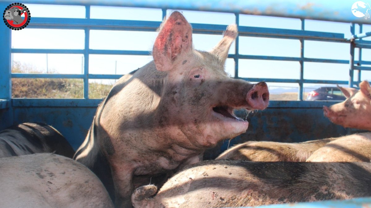 🚨On vous dévoile des images inédites et douloureuses d'animaux vivants exportés de l'UE vers le Moyen-Orient. Des ministres🇪🇺, dont le ministre de l’Agriculture en 🇫🇷, s'opposent à mettre fin à ces exportations❗️
👇👇 Agissez avec nous 
 bit.ly/43tWdPU

#BanLiveExports