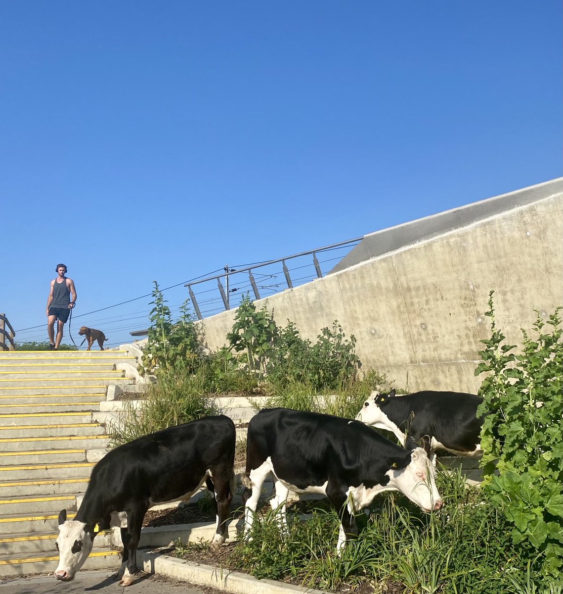 The Cambridge Cows have negotiated the cattle grids at the Chisholm bridge. ‘We’ll see em in Aldi with shopping trolleys next’ a passer by muttered.

(Yes ⁦<a href="/camcitco/">Cambridge City Council</a>⁩ Pinder was contacted before I tweeted!)