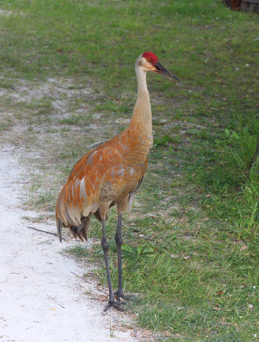 Sandhill crane!
#wlidlife
#wildlifeplanet 
#wildlifeconservation 
#wildlifeonearth 
#wildlifeofinstagram 
#michigan 
#michiganphotographer 
#naturelovers  
#puremichigan 
#photographers
#polishphotographer
#animalphotography
#animallovers
#wildlifephotography
#nature