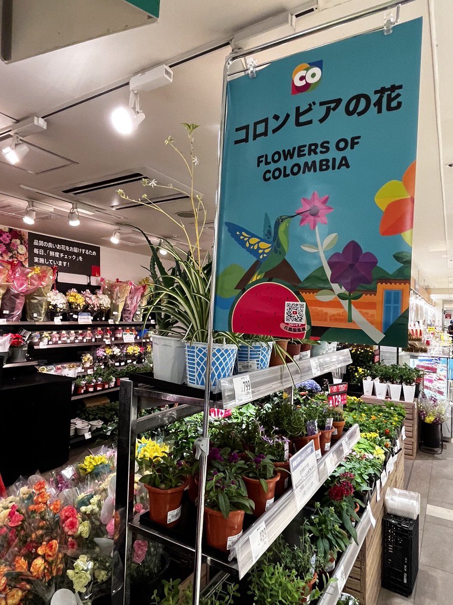 juancagomeza's tweet photo. Iniciamos la promoción de claveles y hortensias en la cadena de supermercados #Seiyu para miles de consumidores japoneses 🇯🇵 que se dejaran llevar por el color, frescura y encanto de las flores colombianas 🇨🇴💐@PROCOLOMBIACO https://t.co/w5ufTJPZLY