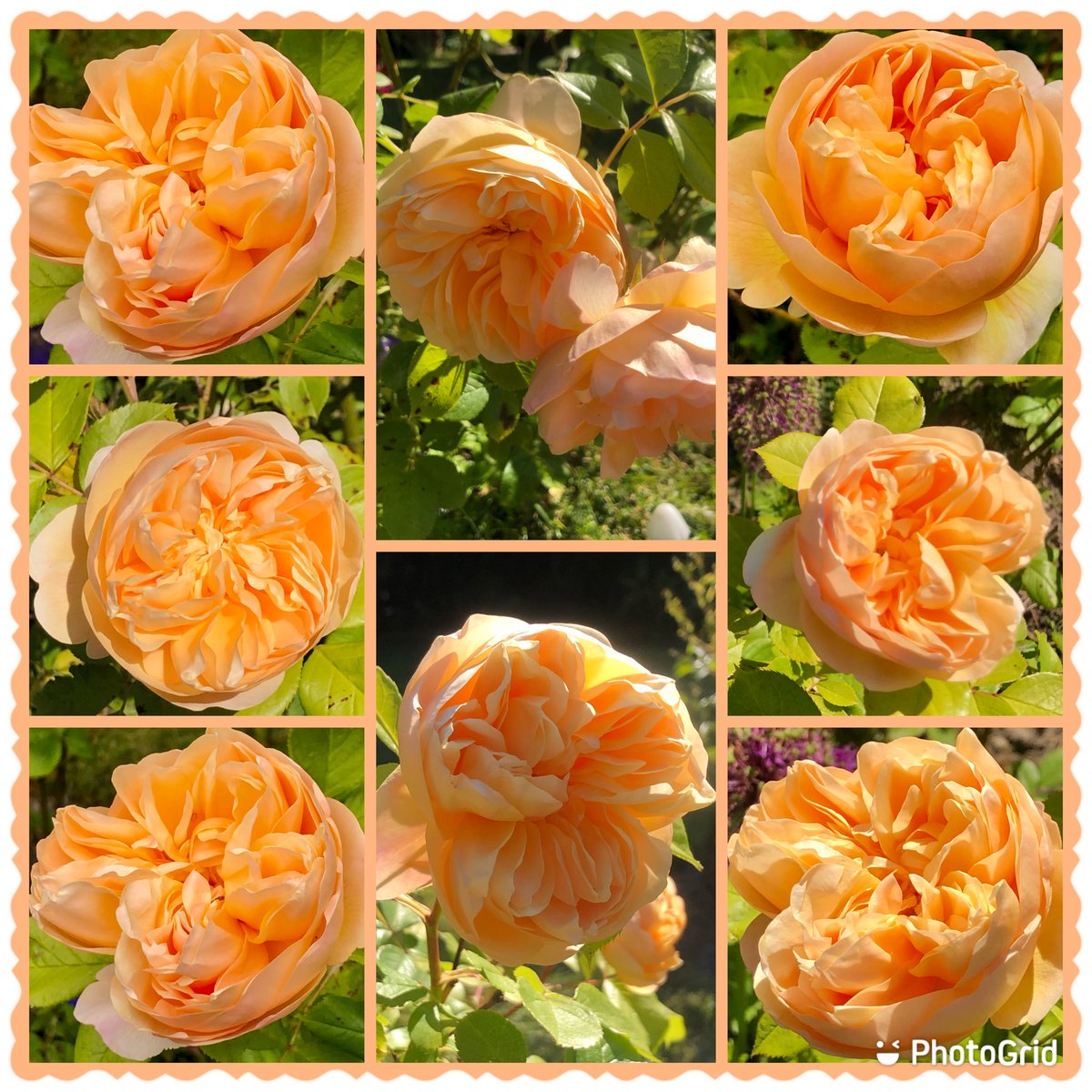 Roald Dahl gorgeous in the sun #RoseWednesday #Roses #Sunny #Flowers #Gardening #beautiful #davidaustinroses #MyGarden