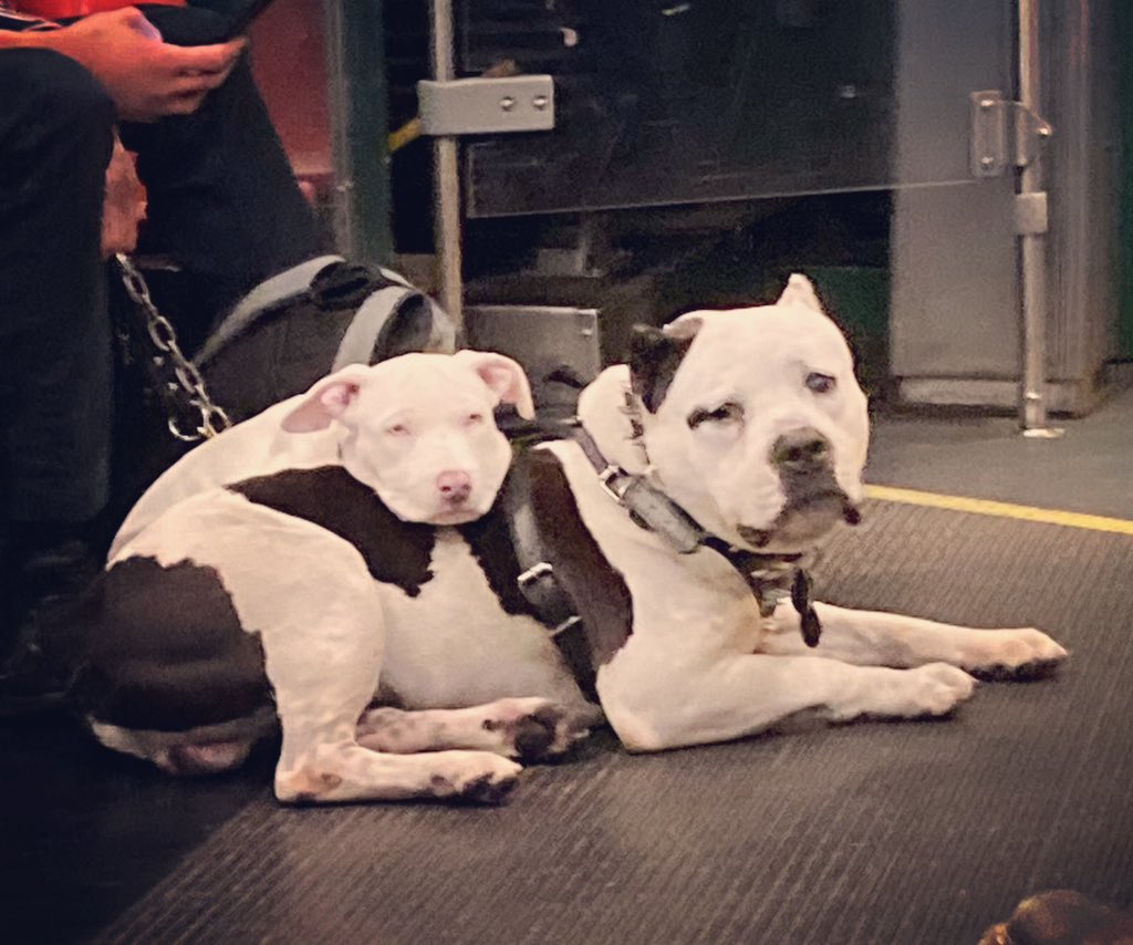 shivaunsay's tweet image. Late night passengers on the F Market Streetcar… 🐶🐶 #fmarket #dontbitemebro #sleepypuppy