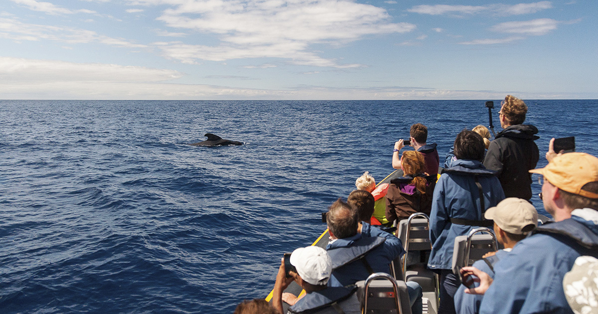 If there is a remarkable and unique experience in the # Azores, it is probably #whale and #dolphin #watching. bit.ly/2SB4vX1 Before going out to sea, you will always be informed about the safety rules and the code of ethics for watching these animals. #visitportugal 1/2