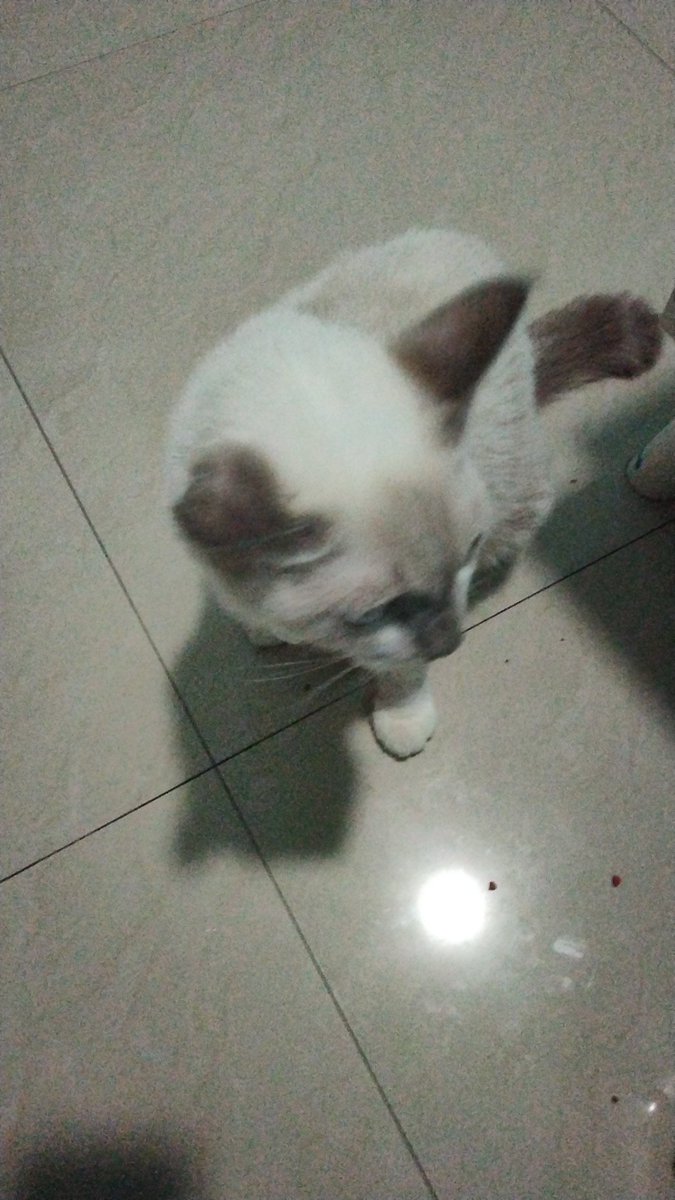 sunnysunaa's tweet photo. muka muka minta makan https://t.co/ouDrBFyt0H