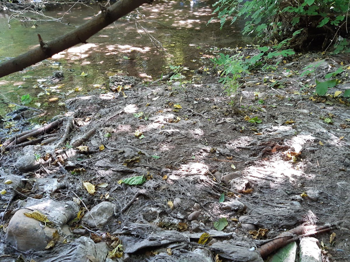 CHJucar's tweet photo. 1⃣Todos sabemos que NO se deben tirar las toallitas al inodoro. No son biodegradables y causan obstrucción en las redes de saneamiento.

⭕️Sin embargo, tras episodios de grandes lluvias siguen apareciendo en nuestros cauces imágenes como ésta 👇 https://t.co/R2vguIlqrz