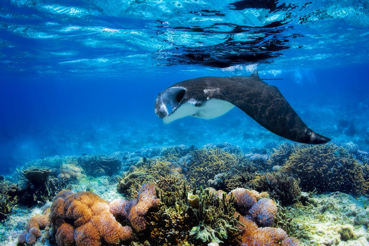 Divebooker.com tweet media
