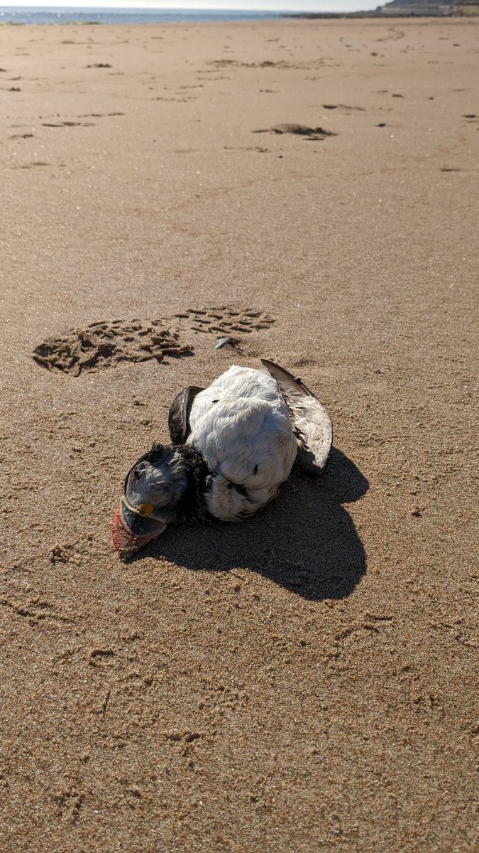 Read earlier this week that there was avian flu confirmed up at the Farne Islands.

This puffin was washed up this morning in Whitley Bay along with a guillemot.