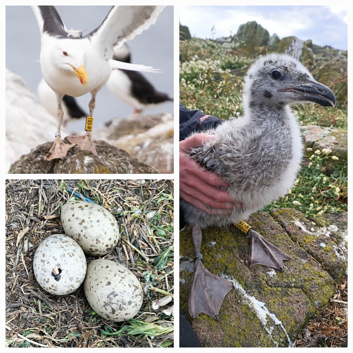 🚨New paper in @IBIS_journal!🚨 One for all the #seabirders and movement ecologists. We report negative impacts on the breeding performance of Great Black-backed Gulls from harness-mounted GPS devices. #ornithology
Link: tinyurl.com/uewjfa84