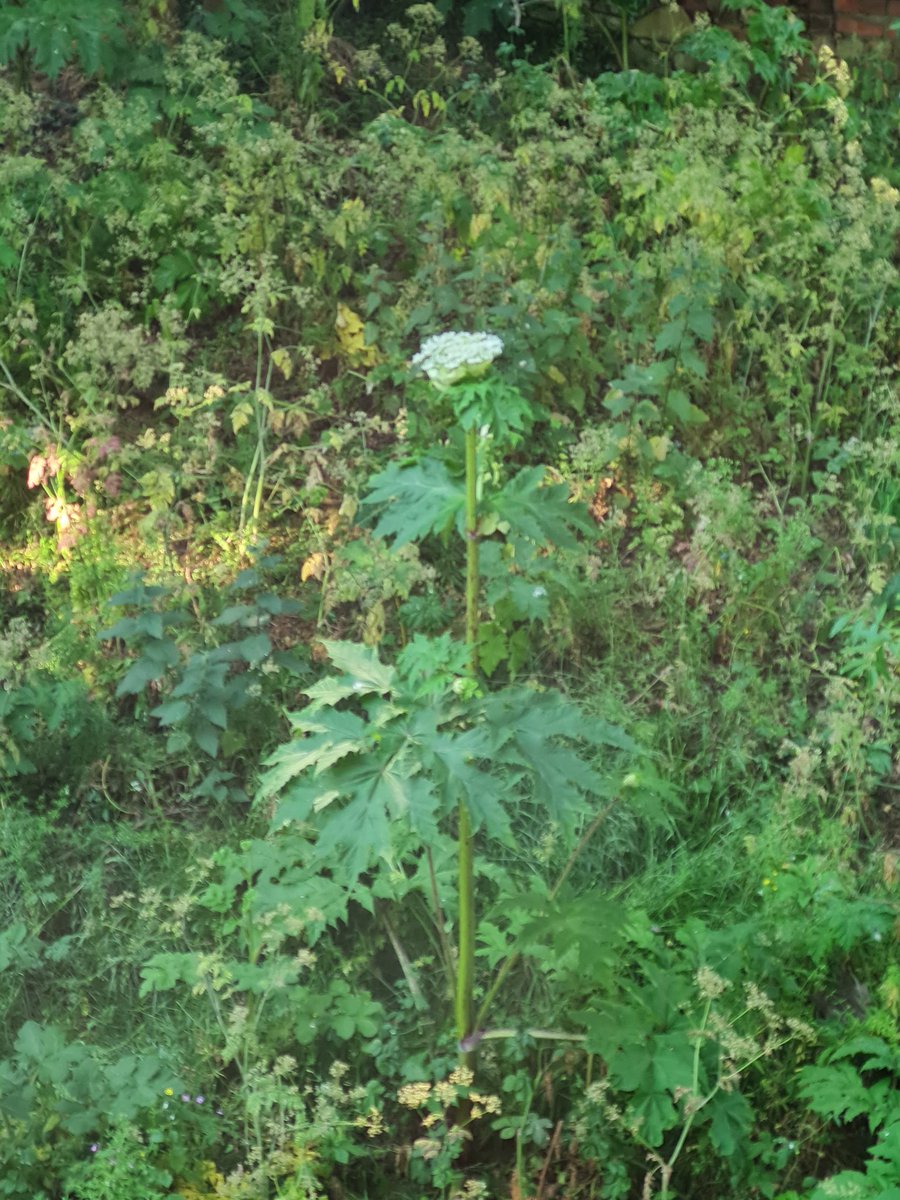 After 10 days away, I've come back to find this monster outside my window 😱 anyone had any success stories or advice for removing giant #hogweed? #invasivespecies