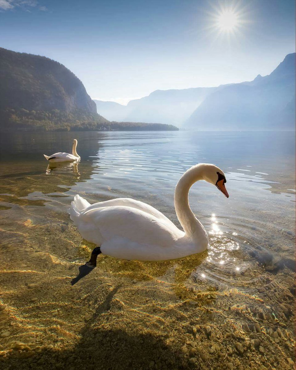 thamarindo's tweet image. Stillness and tranquility set things in order in the universe.
— Lao Tzu