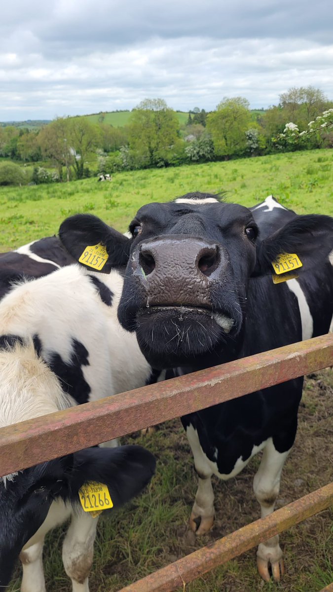 Even the cows are smiling with this weather !! #touring #visitireland #optimumchauffeurdrive