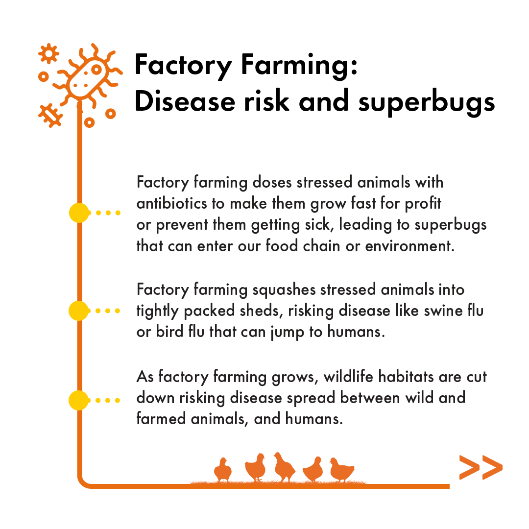 We are raising awareness of the impact of factory farming on animals, ourselves and the planet. 
Do your part now: buff.ly/3q26KRj
#EndSuperbug #AMR #anitbiotics #publichealth #antibioticresistance #highwelfare #EatBetter #Endfactoryfarming #farmedanimals