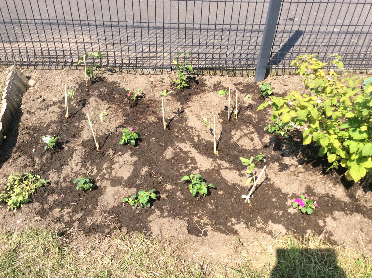 EloffMrs's tweet photo. Thank you to the Murray family for donating some plants for our garden. We really appreciate it @DanestoneP https://t.co/g75z5Om3hY