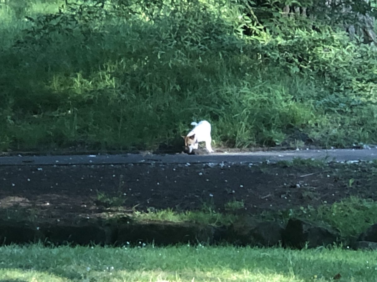 This dog spotted in #SeftonPark this morning has a squirrel in its mouth. Another dog belonging to the same man was also part of this attack - a man who regularly brings his 3/4 dogs into the park and turns a blind eye to their constant harassment and killing of the wildlife.