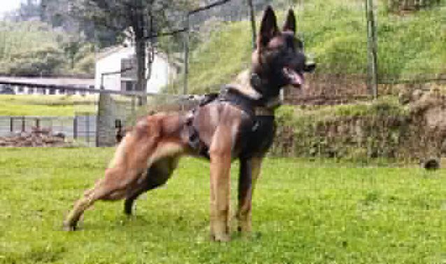 yabaleftonline's tweet photo. Rescue dog that helped find lost kids in Amazon is now missing. https://t.co/HtkRU42pkb