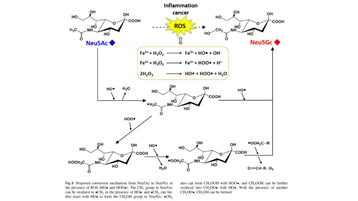 N-glycolylneuraminic acid (Neu5Gc), a non-human sialic acid often found in cancer patients and attributed to red meat consumption, may be generated by a chemical reaction in the presence of high levels of reactive oxygen species (ROS) tinyurl.com/2h83fjty

#glycotime