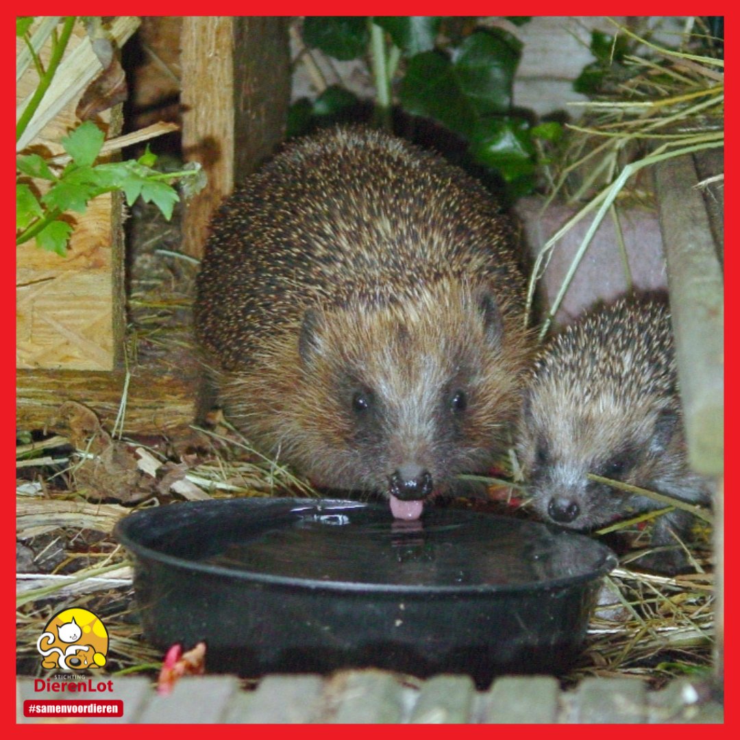 Dieren helpen? Het kan heel makkelijk!  Zet een schaaltje water in je tuin of balkon.
Dieren zoals egels en vogels zullen je ontzettend dankbaar zijn. Met warm weer kan water namelijk echt het verschil maken voor de dieren.
#dierenhulp #zomer #hittetips #dierentip #tip #tuintip