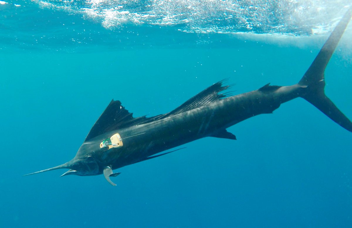 Journal of Animal Ecology (@animalecology) on Twitter photo 👀New blog post!
Logan et al. demonstrate that billfish the vertical fronts created by an oxygen minimum zone to hunt. Expanding OMZ’s may help predators hunt, but may also increase vulnerability to capture.
<a href="/rklogan/">Ryan Logan, PhD</a> <a href="/NSUGHRI/">Guy Harvey Research Institute</a> @NSUhcas <a href="/Batoidman/">Jeremy Vaudo</a>
👇
animalecologyinfocus.com/2023/06/14/bil… 👀New blog post!
Logan et al. demonstrate that billfish the vertical fronts created by an oxygen minimum zone to hunt. Expanding OMZ’s may help predators hunt, but may also increase vulnerability to capture.
<a href="/rklogan/">Ryan Logan, PhD</a> <a href="/NSUGHRI/">Guy Harvey Research Institute</a> @NSUhcas <a href="/Batoidman/">Jeremy Vaudo</a>
👇
animalecologyinfocus.com/2023/06/14/bil…