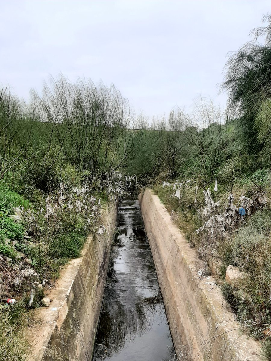 CHJucar's tweet photo. 1⃣Todos sabemos que NO se deben tirar las toallitas al inodoro. No son biodegradables y causan obstrucción en las redes de saneamiento.

⭕️Sin embargo, tras episodios de grandes lluvias siguen apareciendo en nuestros cauces imágenes como ésta 👇 https://t.co/R2vguIlqrz