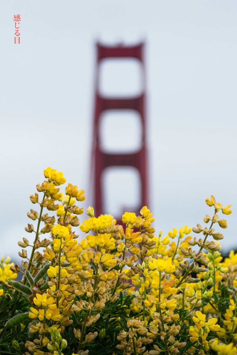 sensualeye's tweet image. Stopped by the Golden Gate Bridge this morning and snapped some photos to pass the time. #SanFrancisco #GoldenGateBridge  今朝、ゴールデンゲートブリッジに立ち寄り、時間をつぶすために写真を撮りました。#fujifilm #xh1 #flowers #landscapephotography #blueandgoldfleet