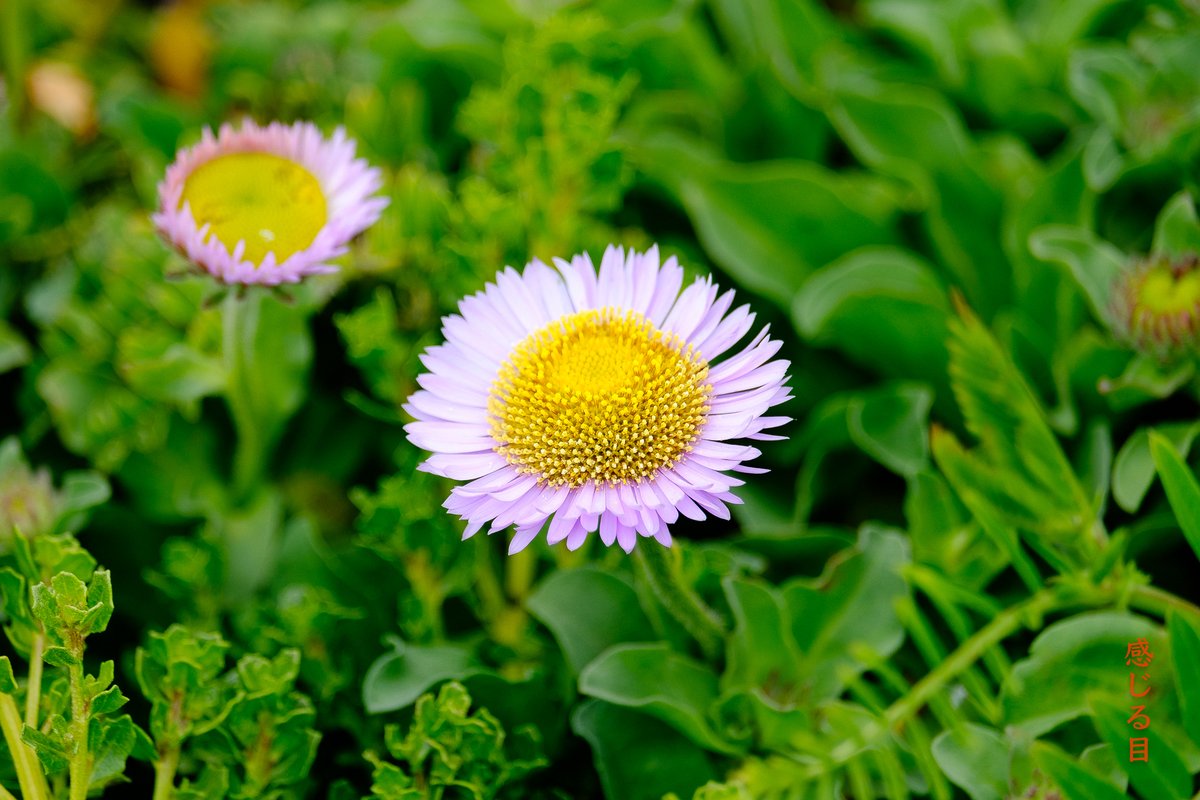 sensualeye's tweet image. Stopped by the Golden Gate Bridge this morning and snapped some photos to pass the time. #SanFrancisco #GoldenGateBridge  今朝、ゴールデンゲートブリッジに立ち寄り、時間をつぶすために写真を撮りました。#fujifilm #xh1 #flowers #landscapephotography #blueandgoldfleet