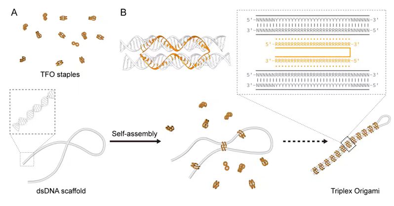 Researchers have discovered a new approach to folding double-strand DNA with #triplex elements that shows promise in #DNA conformational modulation and its regulatory function. For more: bit.ly/3lqP8io