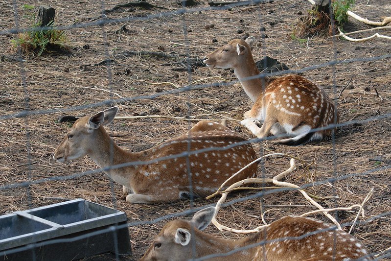 DeerHourly tweet media