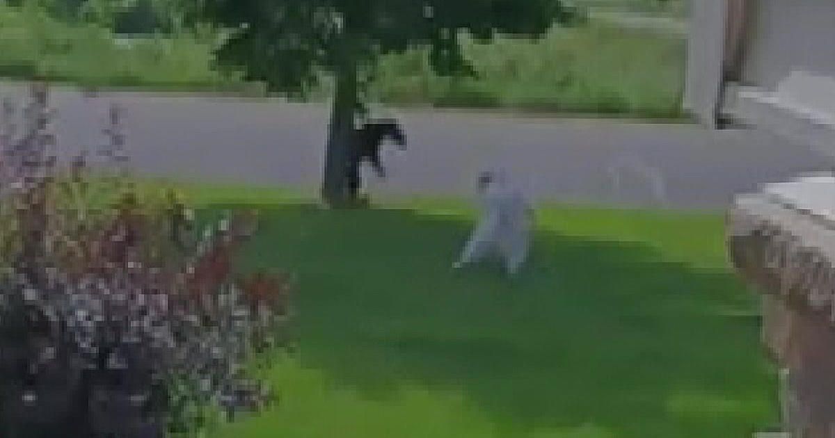 WCCO CBS News Minnesota on Twitter "Video Dog chases off black bear