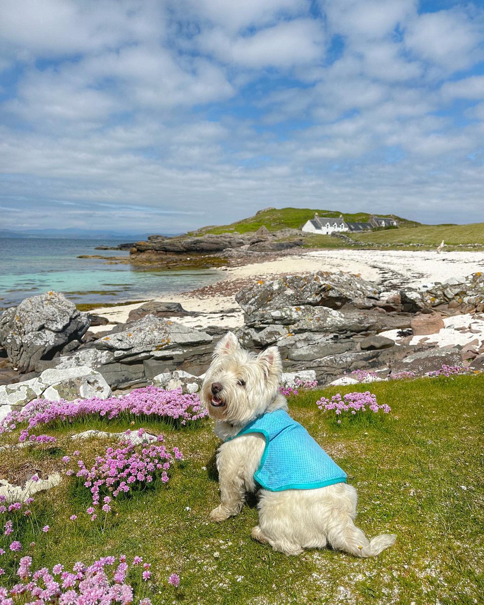 🐾This summer, why not go on a road trip with your four-legged friend? 🐶 Plan your next great adventure by checking out our top tips for #dogfriendly travel along the #NC500

Click on the link below
🔗ow.ly/ctHw50OHYK0

📍Applecross Penisula 
📸instagram.com/p/CtJ94llMmsI/