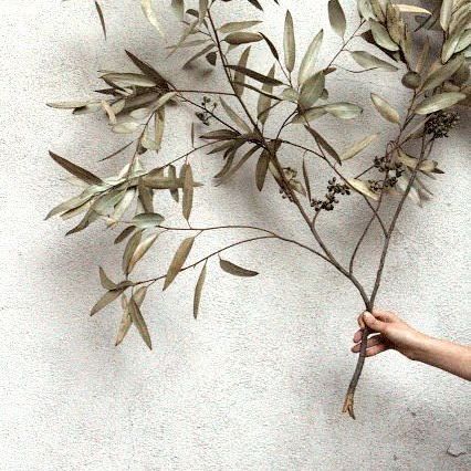 PLANTHAE tweet media