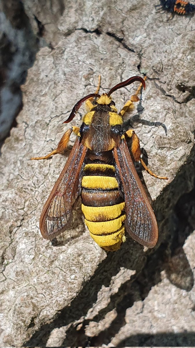 My first Hornet Clearwings of the year out in Worcester this morning. Five seen! 🥳