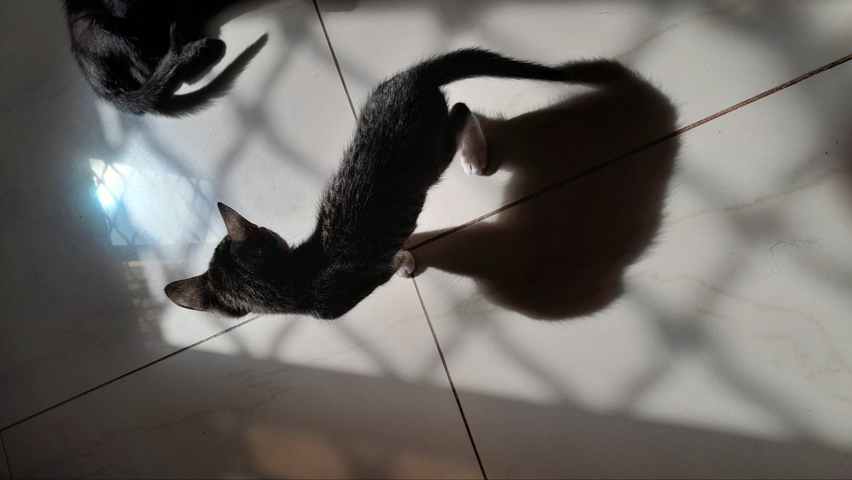 DulcieBassoglog's tweet image. 2 chatons de 3mois à donner. 
Leur mère est en pleine dépression. Elle n'en peut plus d'eux 😭 
1chaton gris qui aime trop la tchop
1chaton noir qui fera peur aux gens qui aiment manger les chats
Yaoundé. Pardon venez prendre